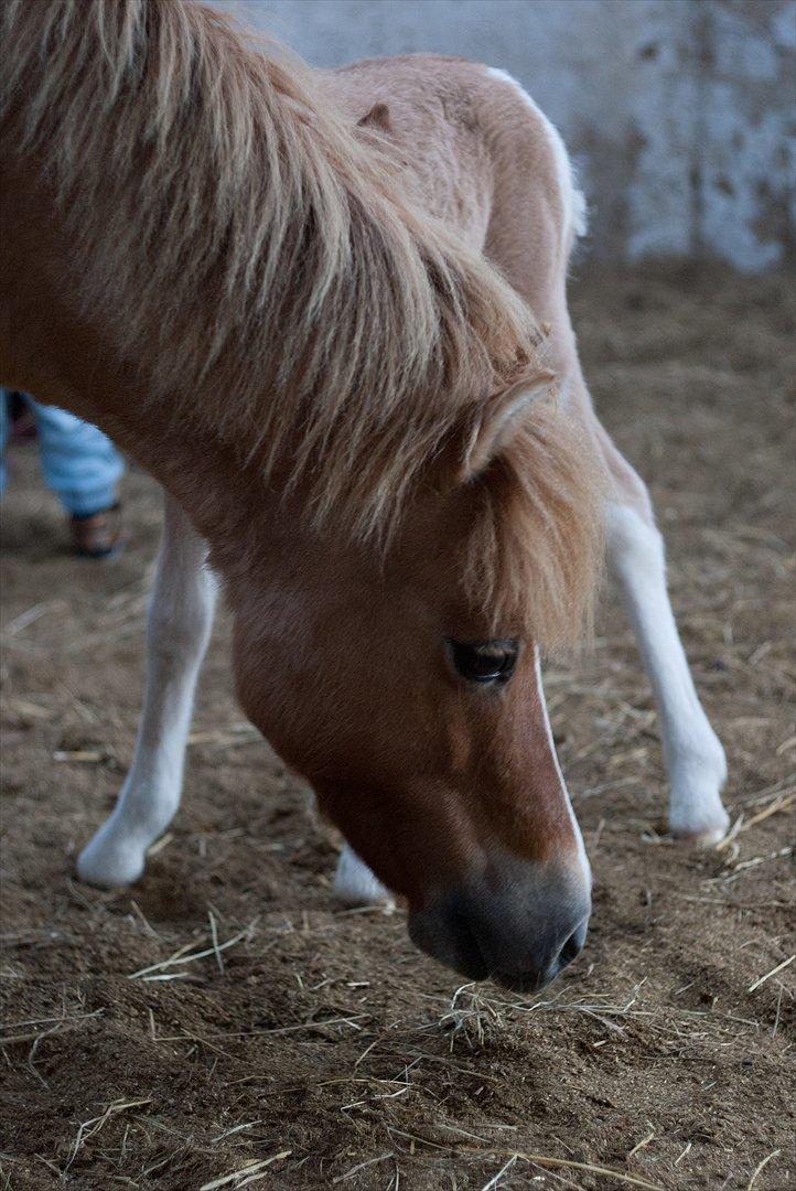 Pinto Doheema Snuske PIN 596 **BROVANG** SOLGT ! - Du er altså en skøn pony :D billede 9