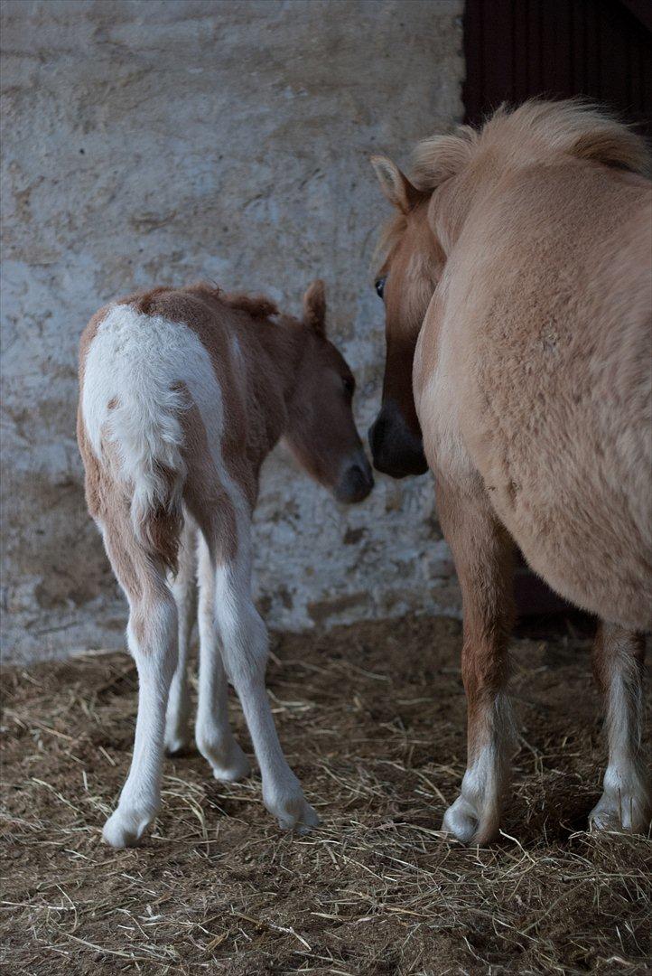 Pinto Doheema Snuske PIN 596 **BROVANG** SOLGT ! - Mor og barn <3 så smukke begge to <3 billede 10
