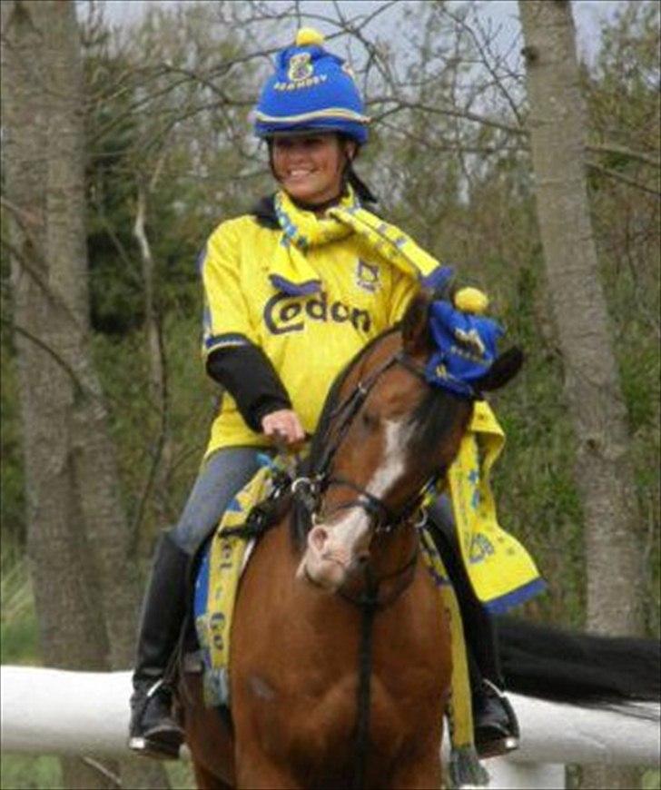 Arabisk fuldblod (OX) Brahim billede 18