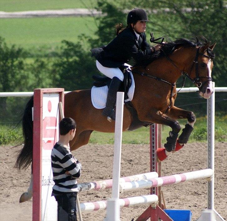 Arabisk fuldblod (OX) Brahim billede 19