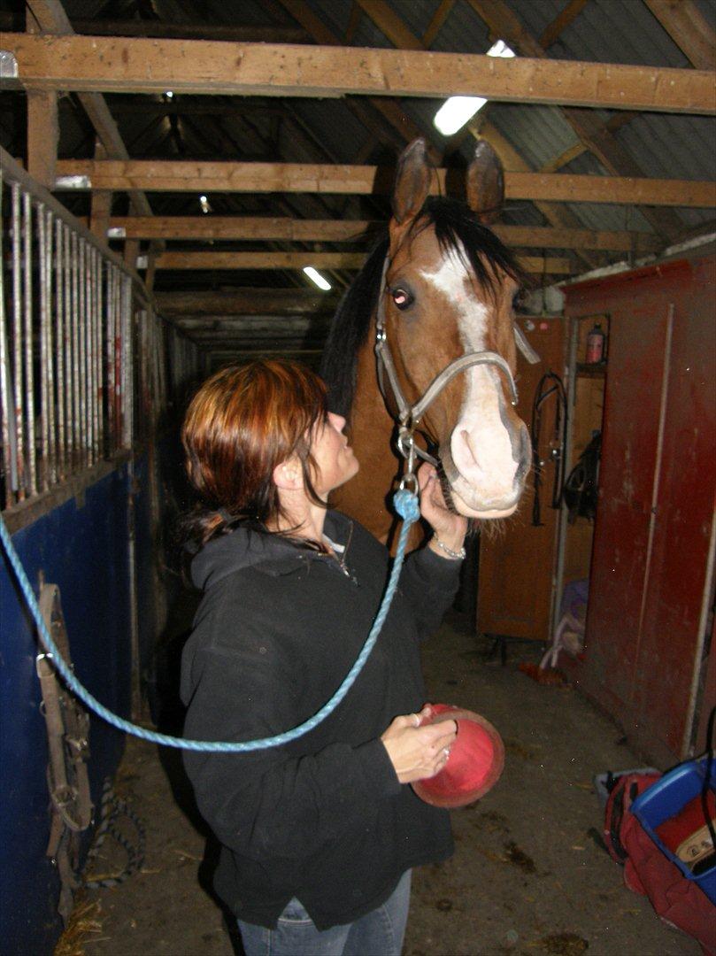 Arabisk fuldblod (OX) Brahim billede 20