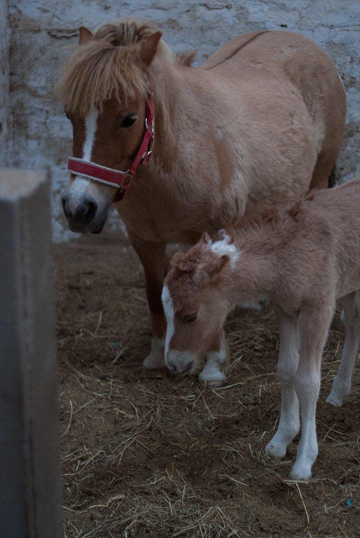 Pinto Doheema Snuske PIN 596 **BROVANG** SOLGT ! - Puha, det lidt hårdt at blive mor endnu en gang ;D billede 11