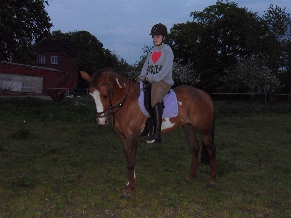 Pinto Sasha billede 22