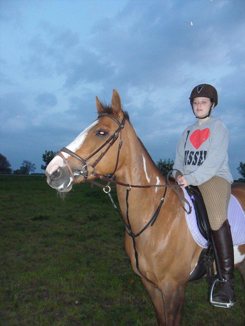 Pinto Sasha billede 23