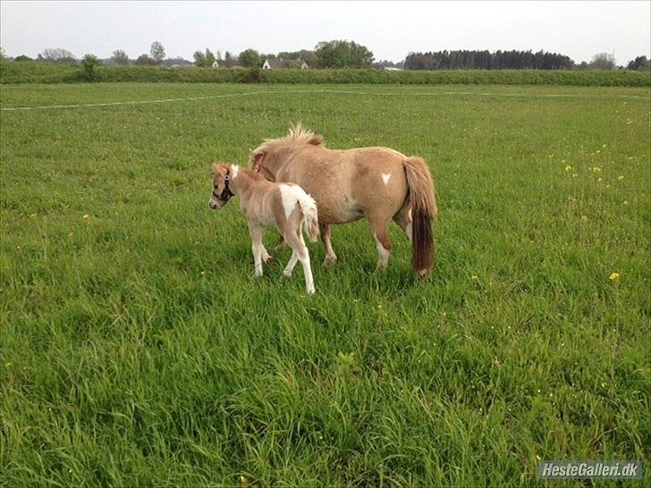 Pinto Doheema Snuske PIN 596 **BROVANG** SOLGT ! - F-R-I-H-E-D :D billede 12