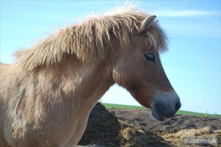 Pinto Doheema Snuske PIN 596 **BROVANG** SOLGT ! - Smukke smukke smukke pony <3 billede 13