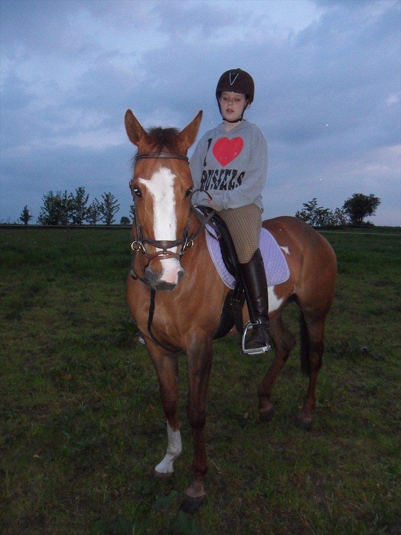 Pinto Sasha billede 24