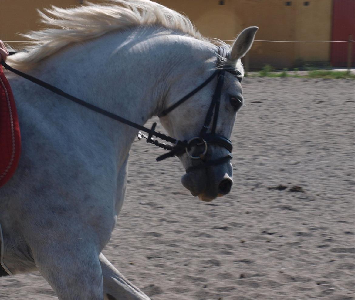 DSP Nørlunds Sally Maree - Fine pony!  billede 3