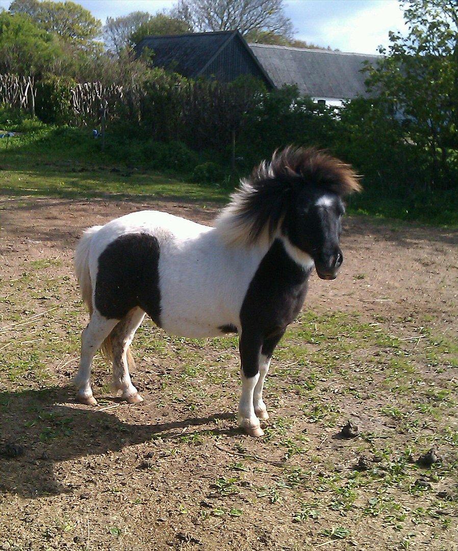 Shetlænder Olivia - Skatten <3 (Himmelhest) billede 6