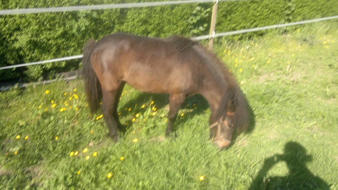 Anden særlig race Frøken Smilla billede 7