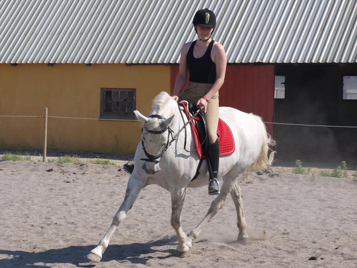 DSP Nørlunds Sally Maree - fuld fart frem :D billede 6