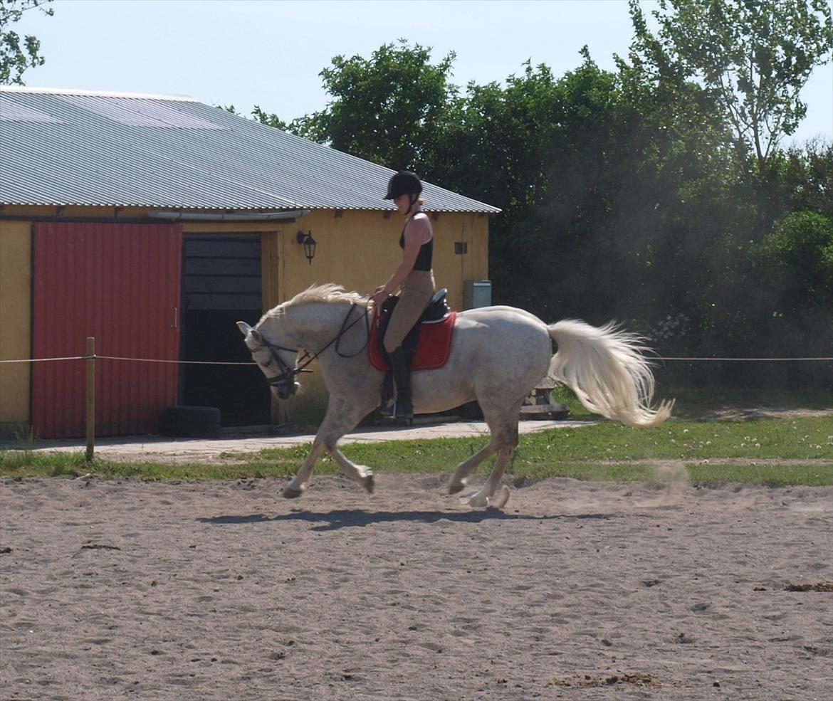 DSP Nørlunds Sally Maree - og galop til undervisning - så fin! :) billede 7