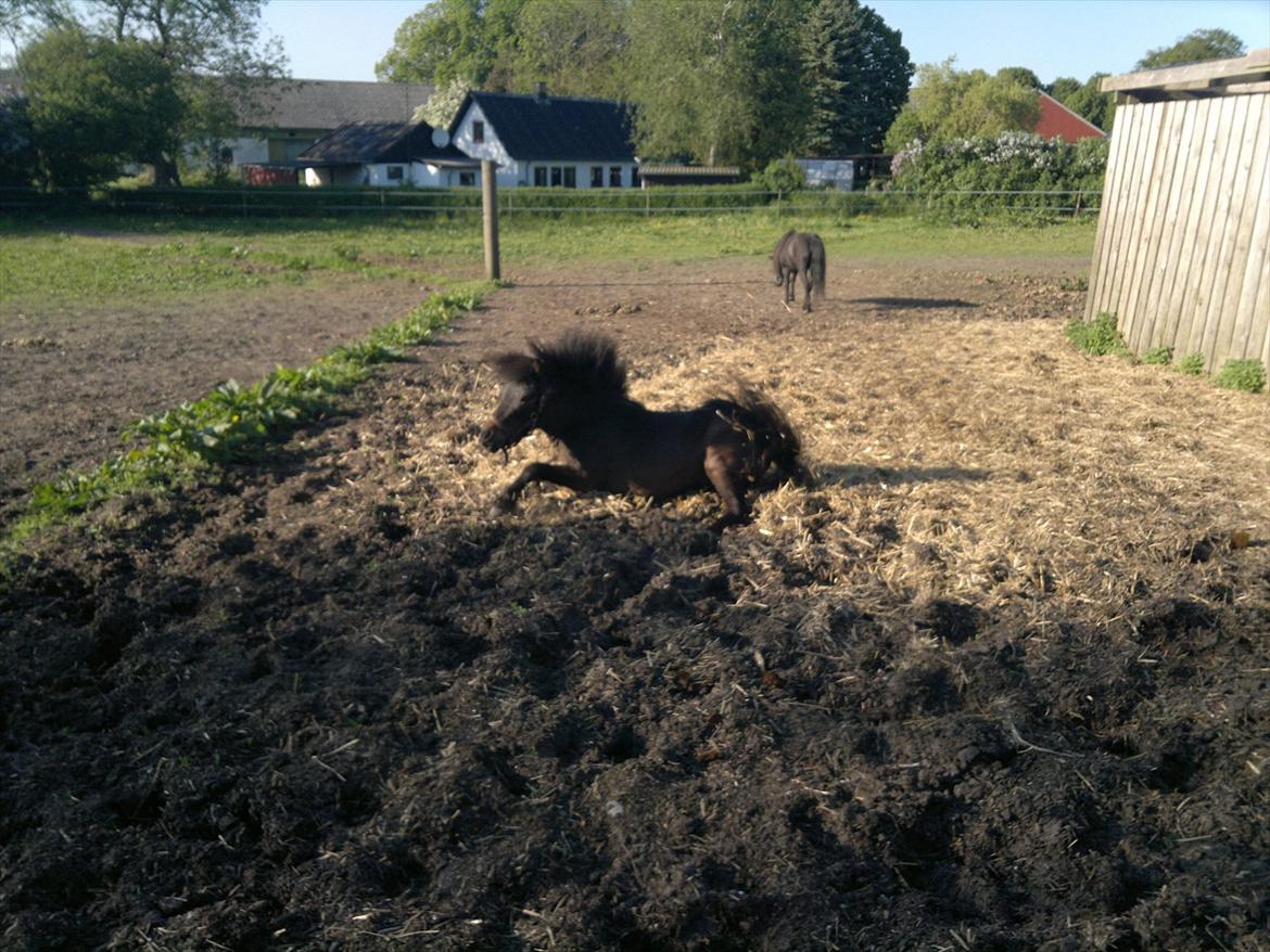 Anden særlig race Frøken Smilla billede 9