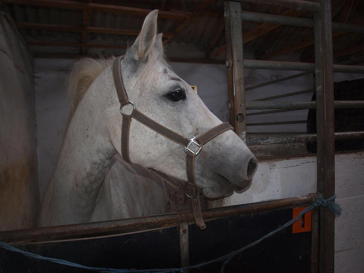 DSP Nørlunds Sally Maree - Lidt opmærksom? billede 8