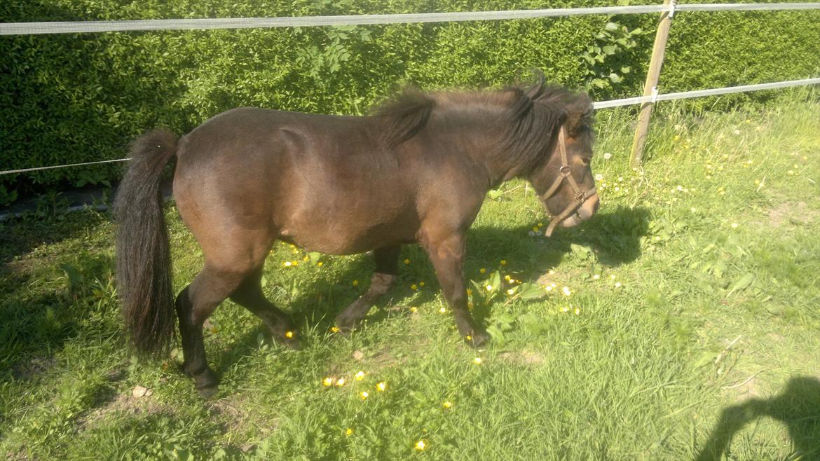 Anden særlig race Frøken Smilla billede 14