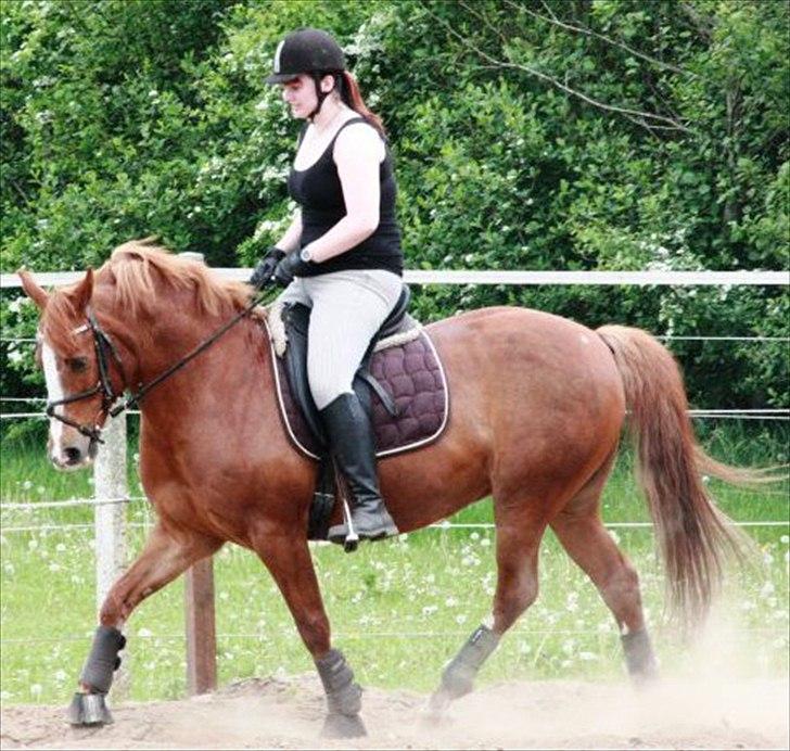 Anden særlig race Tarzan SOLGT - Foto: Ladelund rideklub billede 4