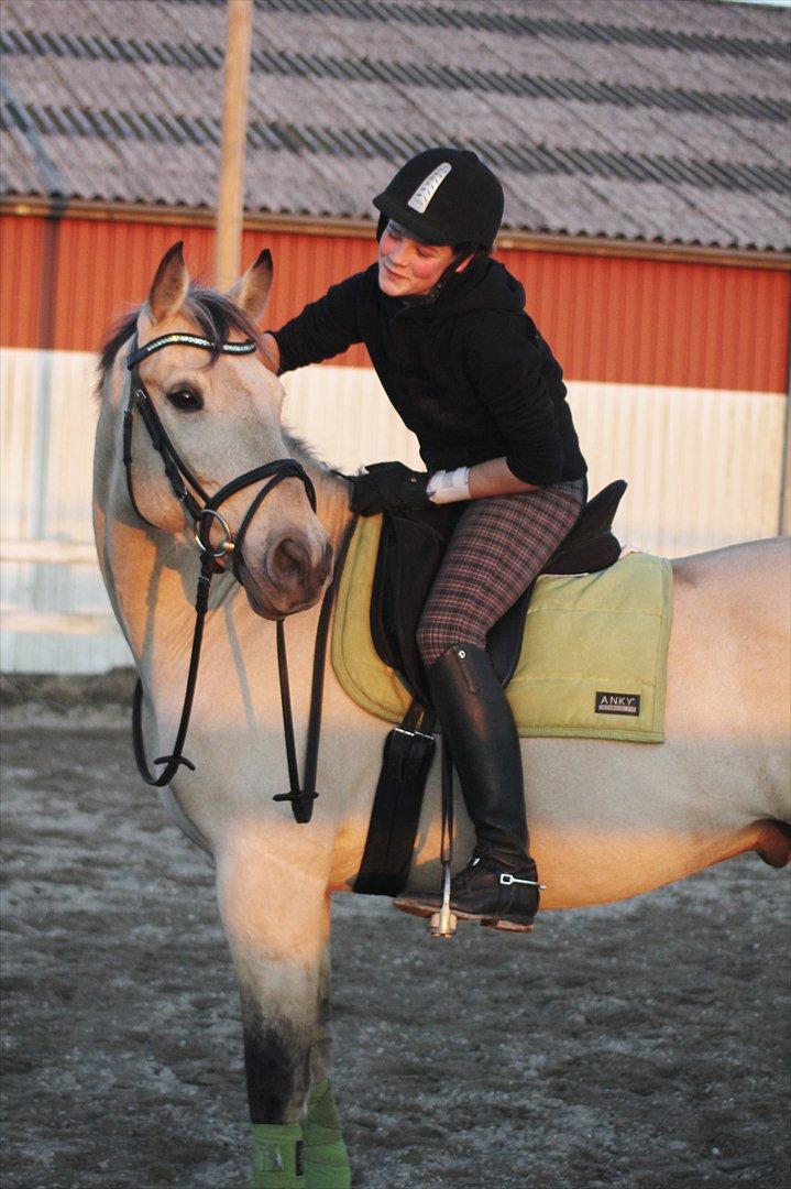 Anden særlig race Wimpie billede 1