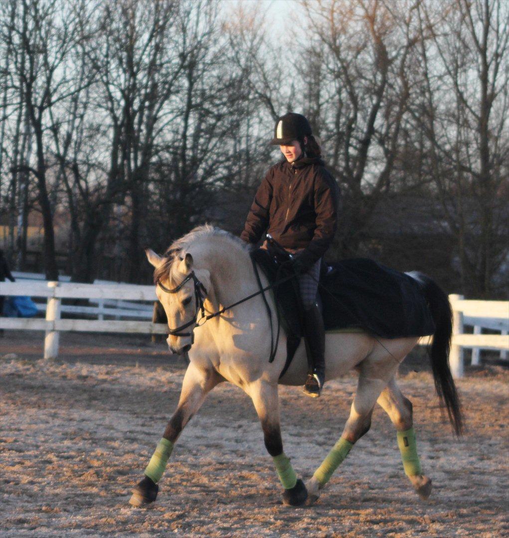 Anden særlig race Wimpie billede 3