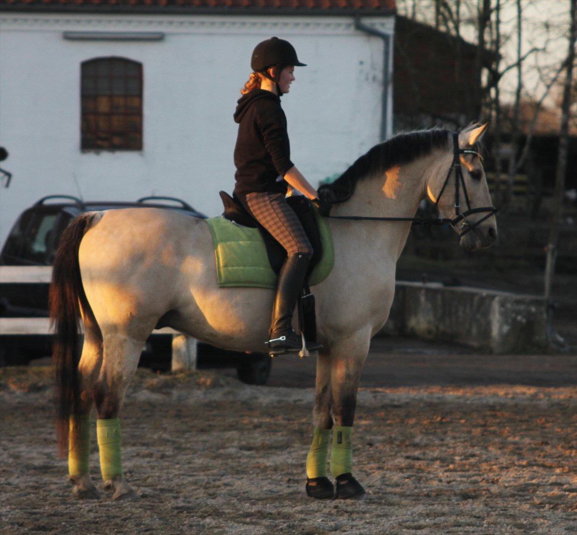 Anden særlig race Wimpie billede 6