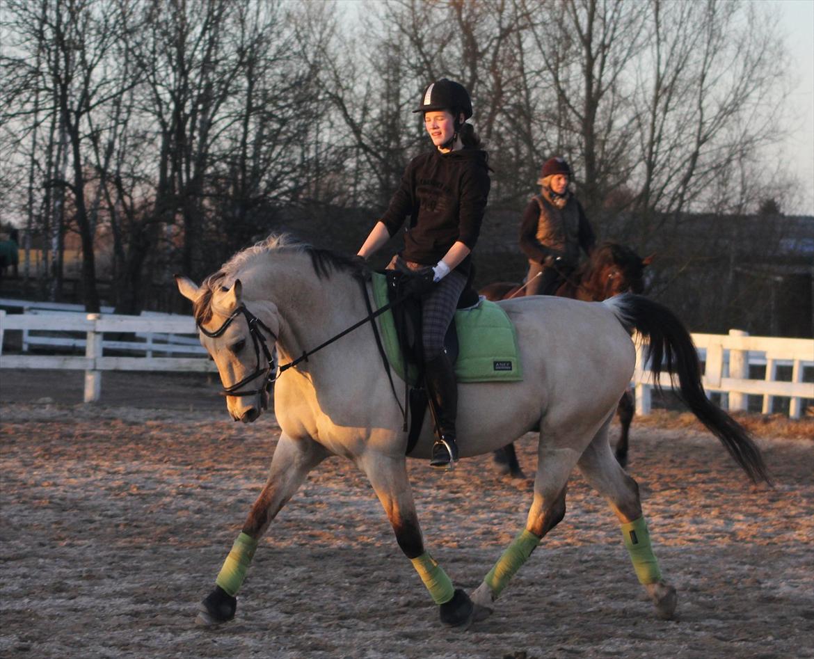 Anden særlig race Wimpie billede 7
