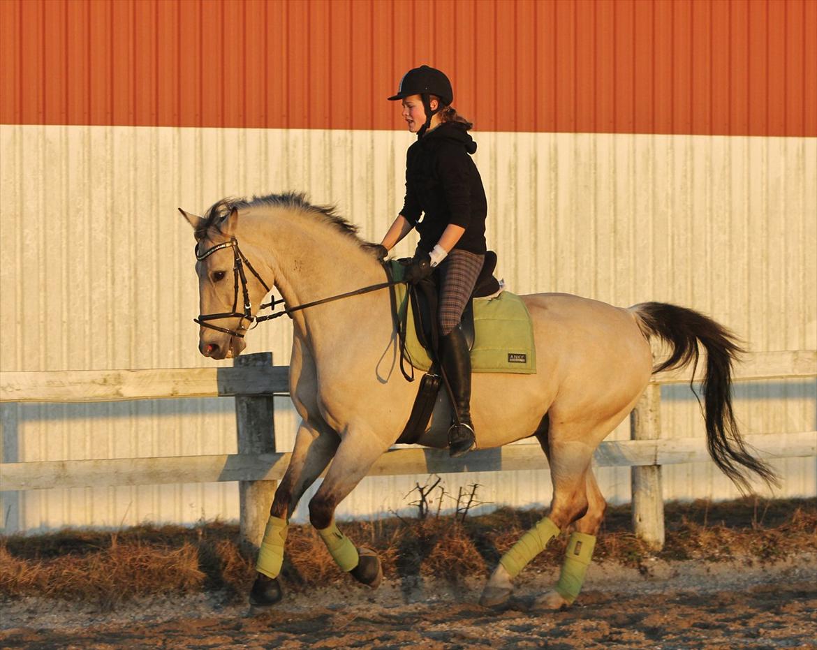 Anden særlig race Wimpie billede 8