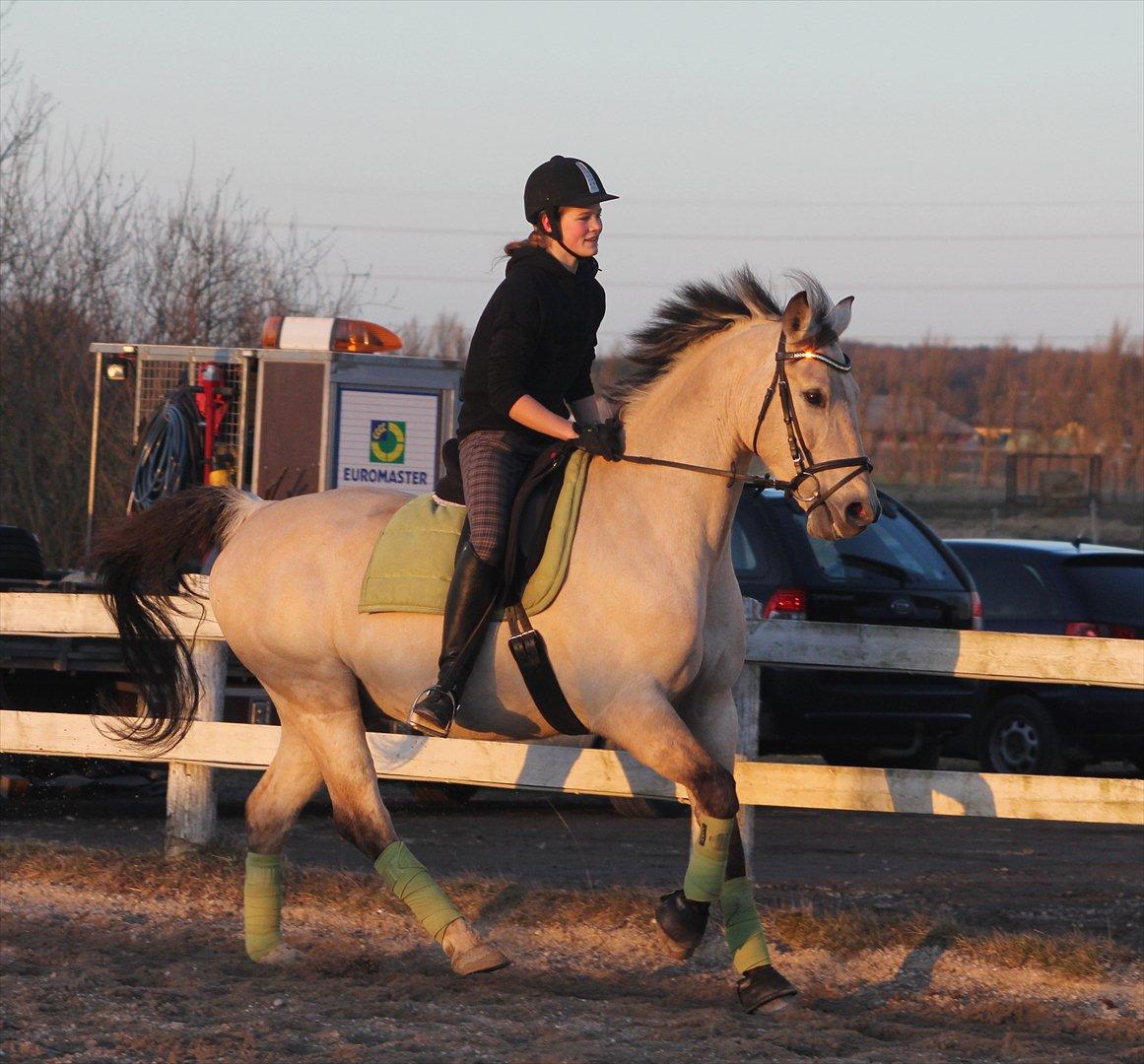 Anden særlig race Wimpie billede 9