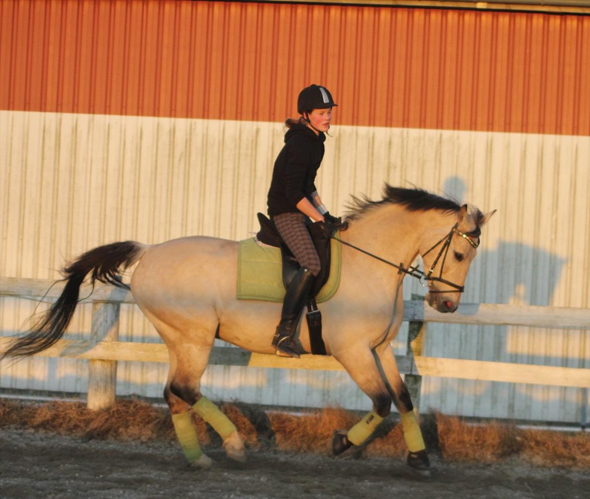 Anden særlig race Wimpie billede 10