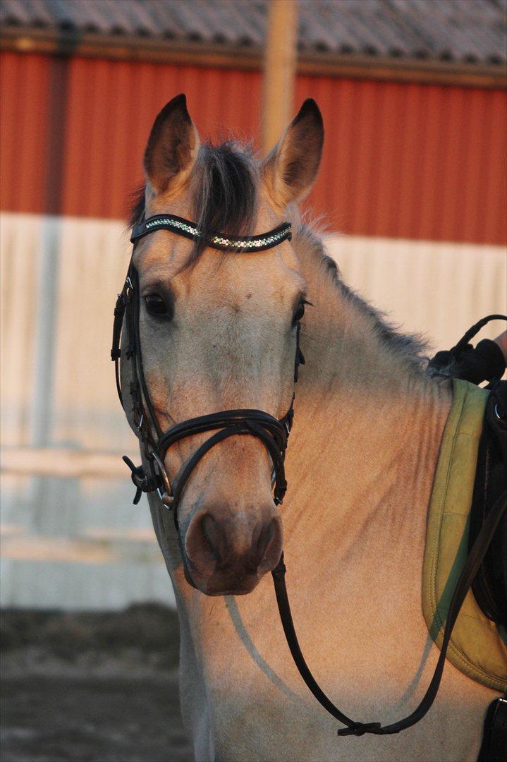 Anden særlig race Wimpie billede 11