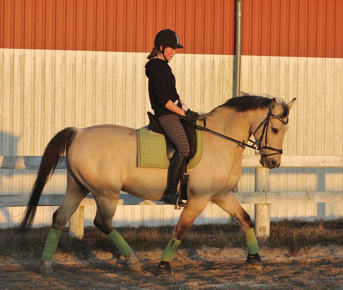 Anden særlig race Wimpie billede 12