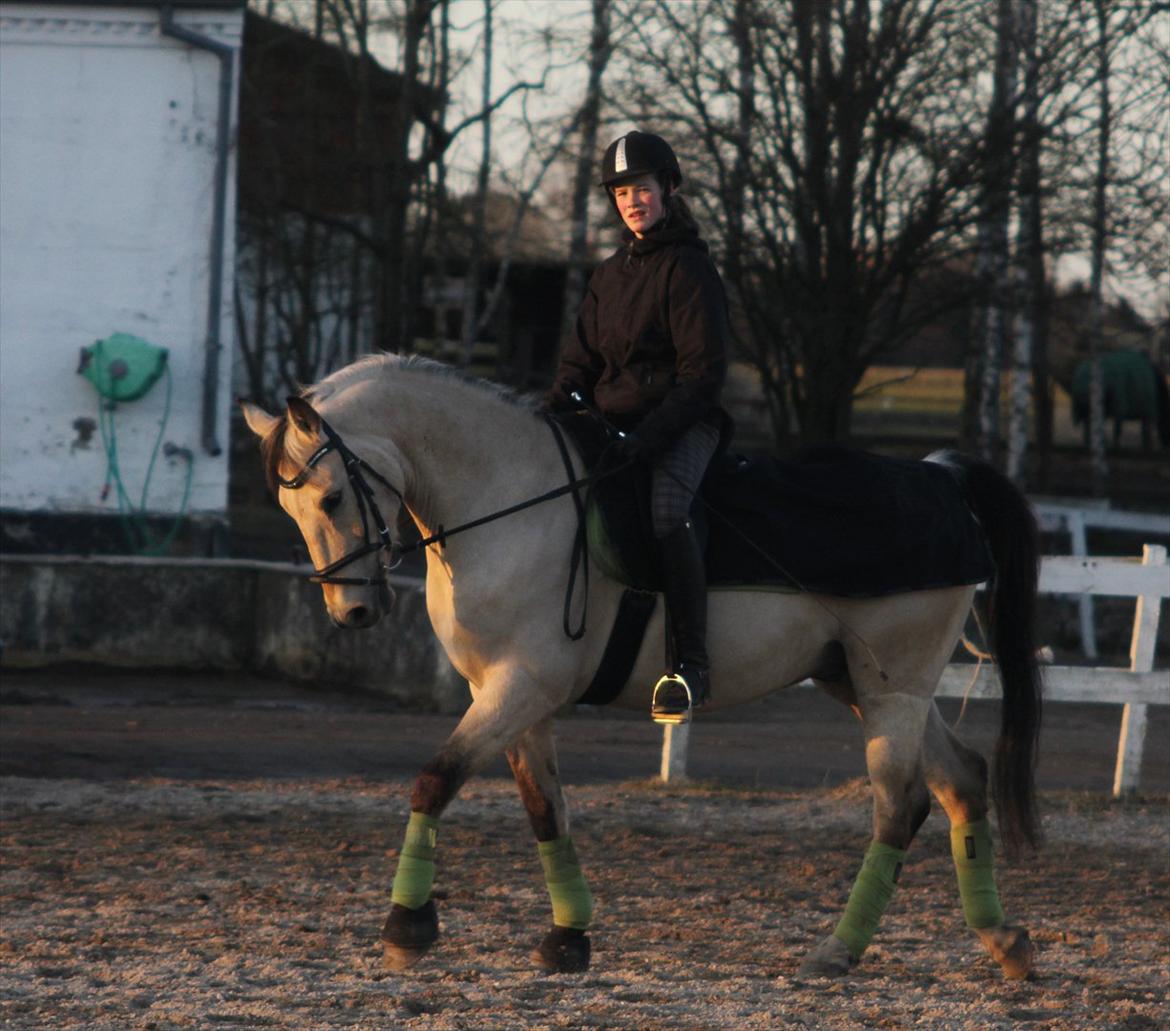 Anden særlig race Wimpie billede 13