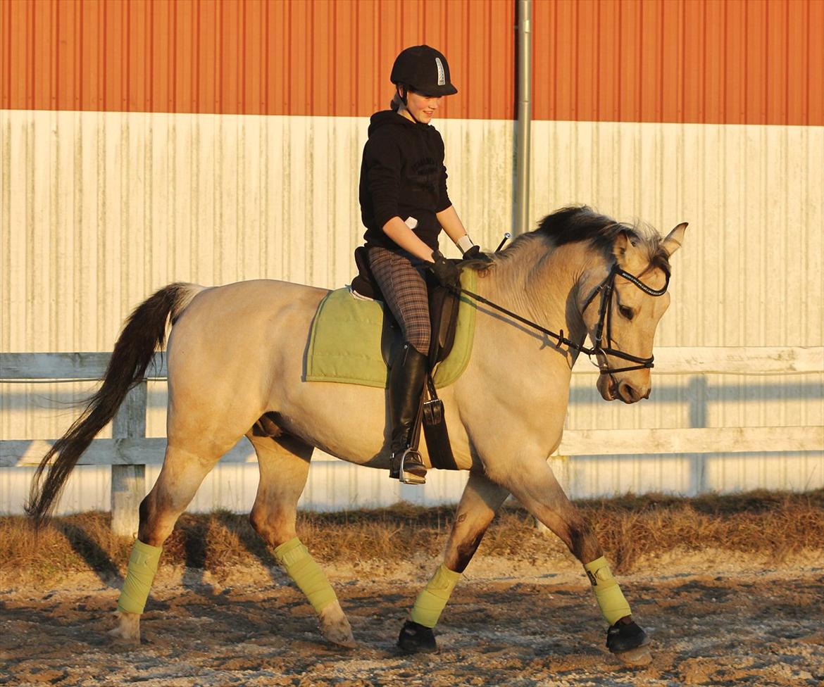 Anden særlig race Wimpie billede 14