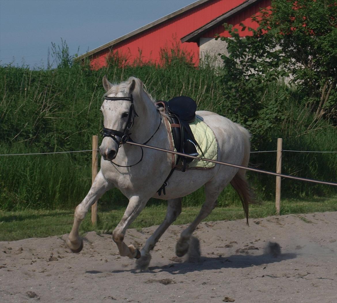 DSP Nørlunds Sally Maree - 26/5- første gang på banen! - lækker galop?! billede 2