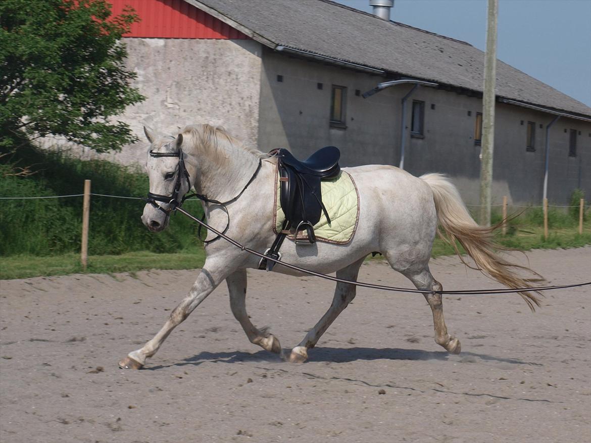 DSP Nørlunds Sally Maree - første gang på banen! billede 13