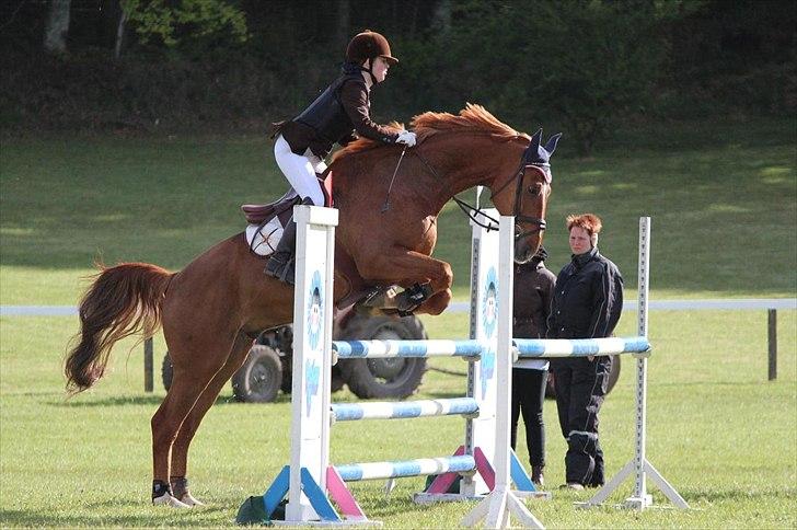 Dansk Varmblod Quinton - Foto: Maria G. Thomsen billede 20