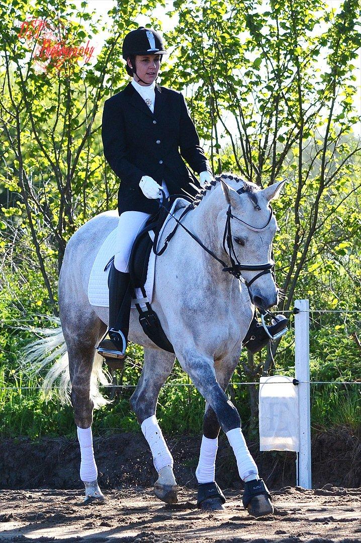 Trakehner Ingeborg Firfod billede 11