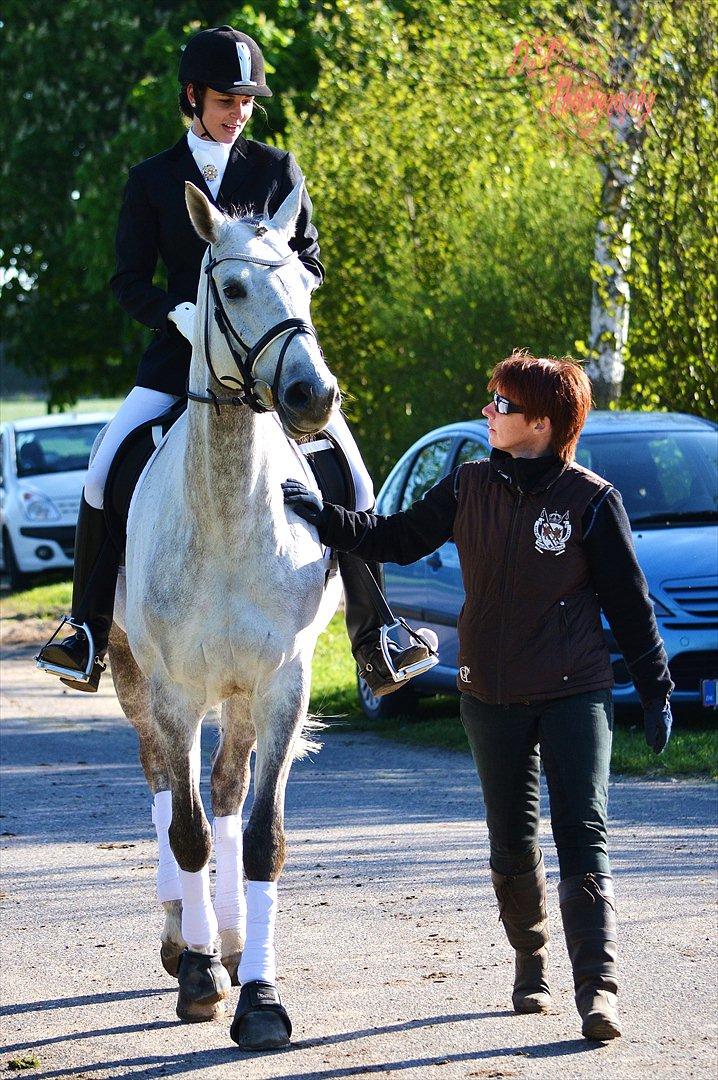 Trakehner Ingeborg Firfod billede 12