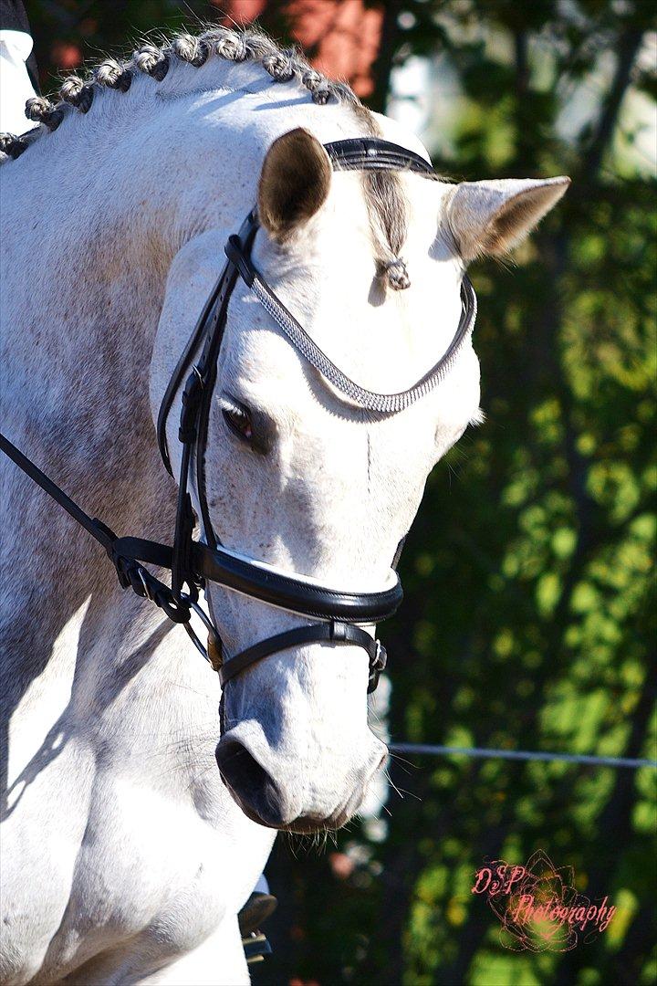 Trakehner Ingeborg Firfod billede 7