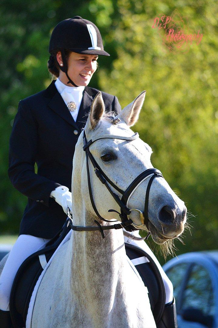 Trakehner Ingeborg Firfod billede 8