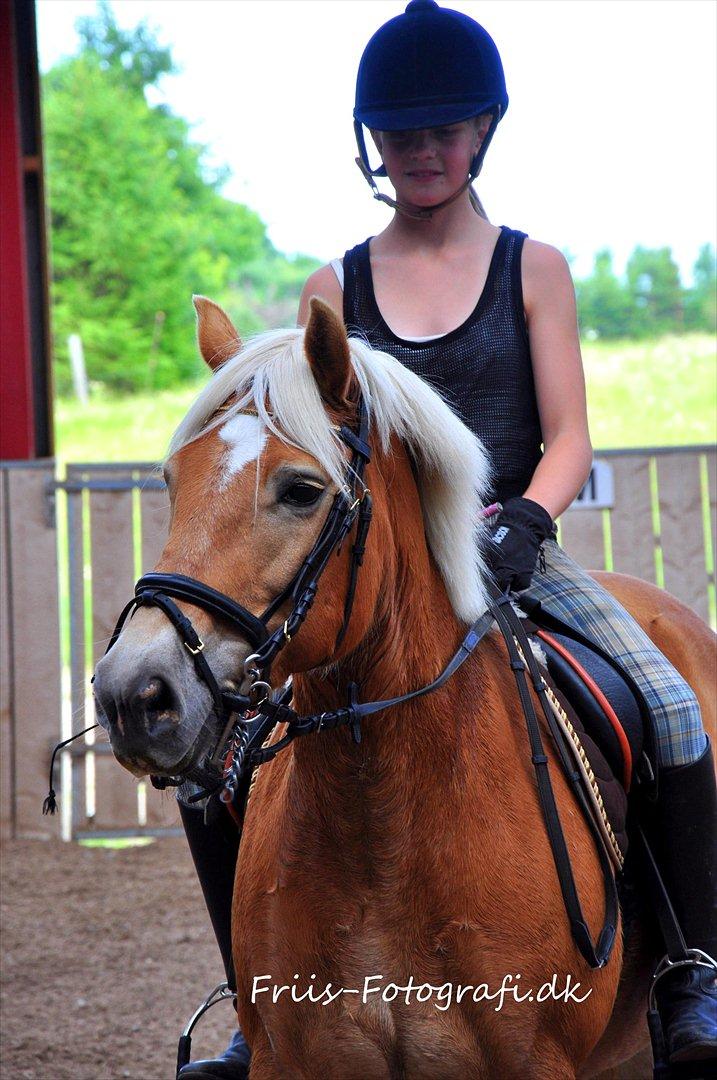 Haflinger Kiwi elghuset billede 18
