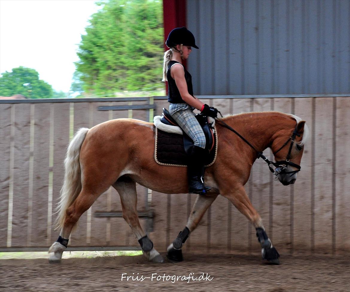 Haflinger Kiwi elghuset billede 19