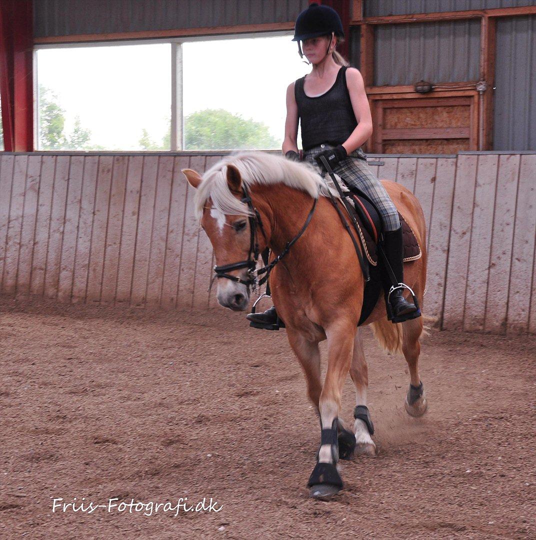 Haflinger Kiwi elghuset billede 20