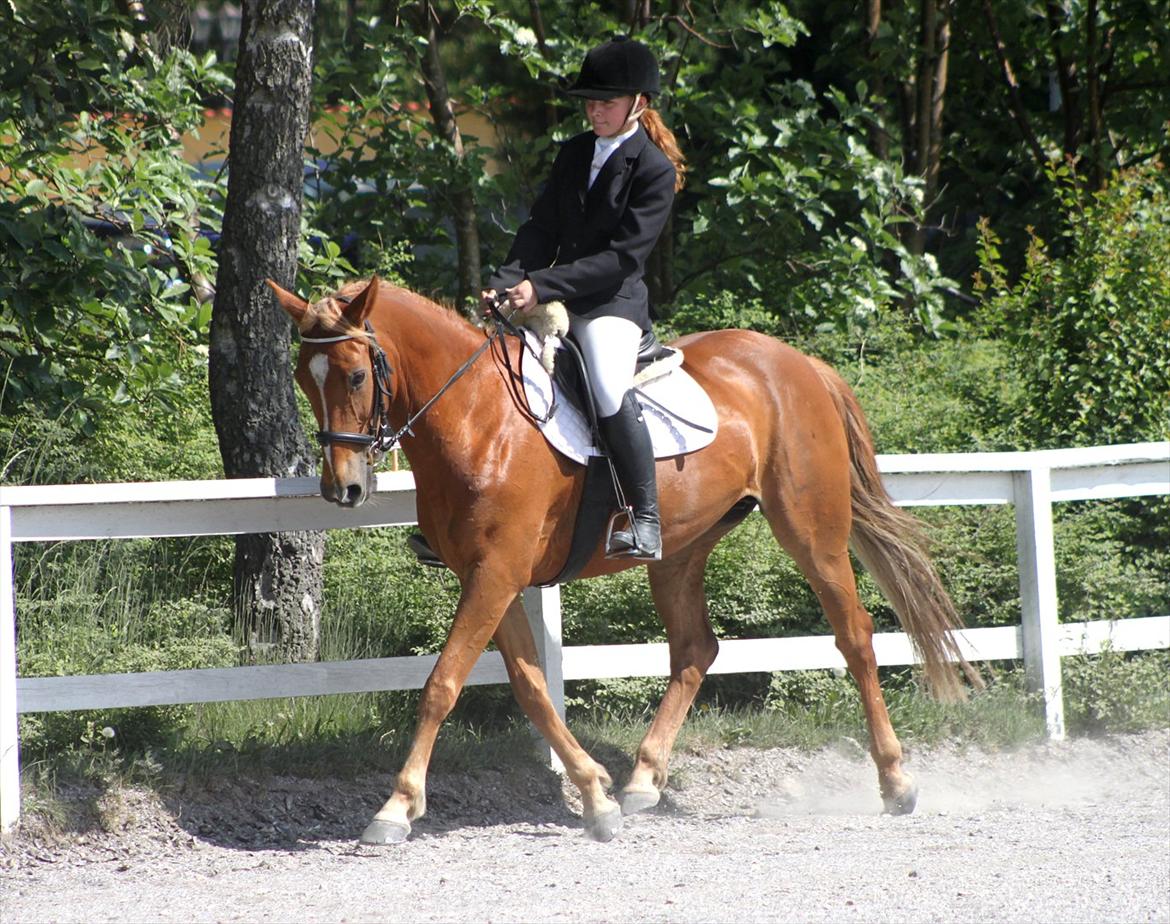 Appaloosa Sequoia van de lorkeershoeve <3 - sequoia og jeg i vores 2. LC-2:D red til højeste procent, men det var sløjfe:)
d. 27/5-12
foto: Maria Schjerning:) billede 8