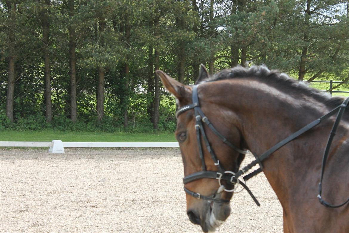 Anden særlig race Felix / Bortgivet - Felix i Hvalsøe Rideklub med Otilia d. 17 maj 2012 billede 20