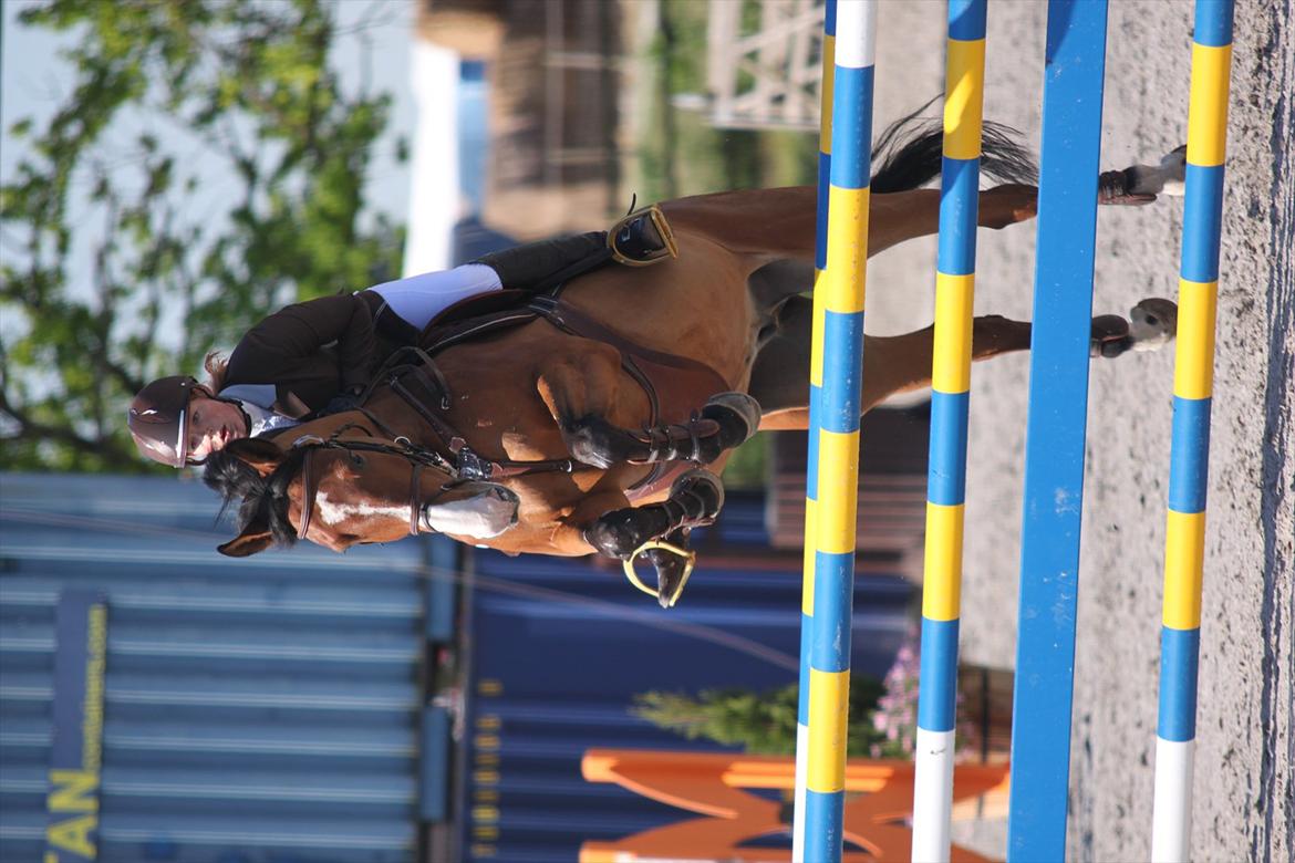 Dansk Varmblod Søndervangs Armstrong billede 18