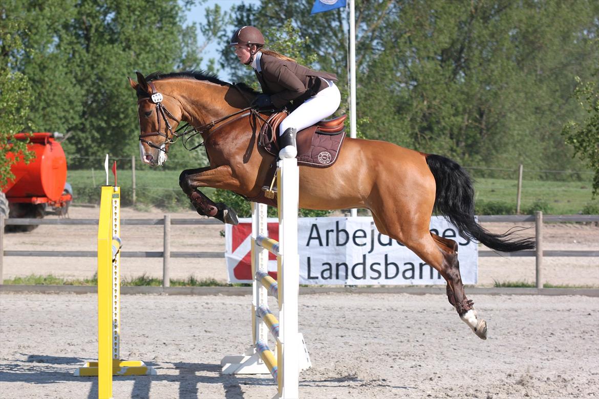 Dansk Varmblod Søndervangs Armstrong - CSI** ndt Capa 2012 billede 19