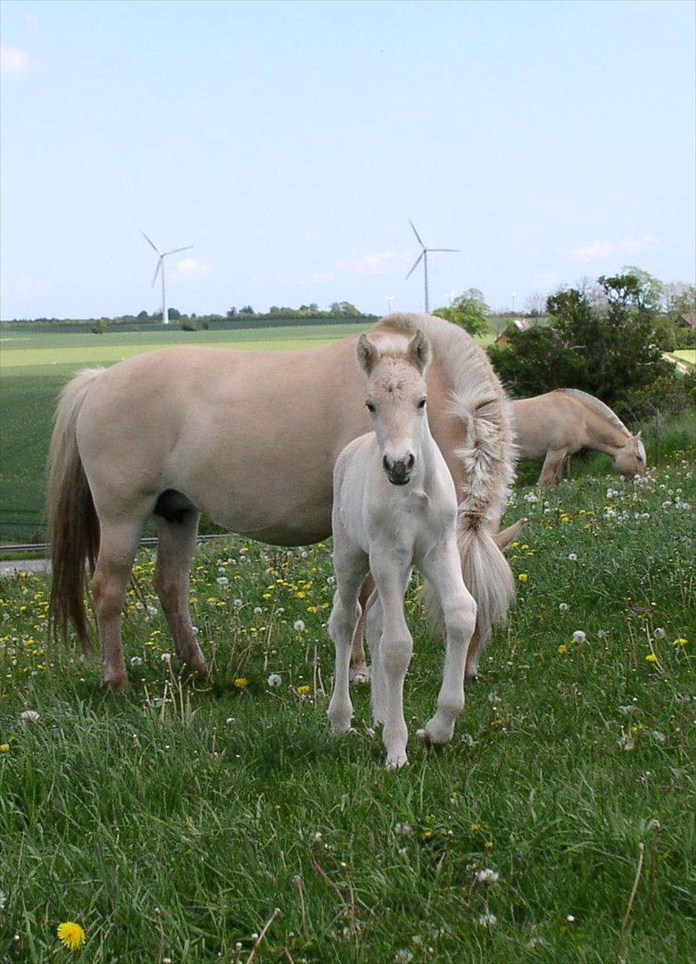 Fjordhest Landevejens Pil - Pil med sin mor, Belona Halsnæs, maj 2007 billede 11