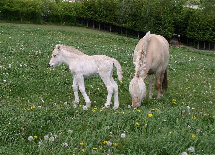 Fjordhest Landevejens Pil - Pil og Belona maj 2007 billede 12