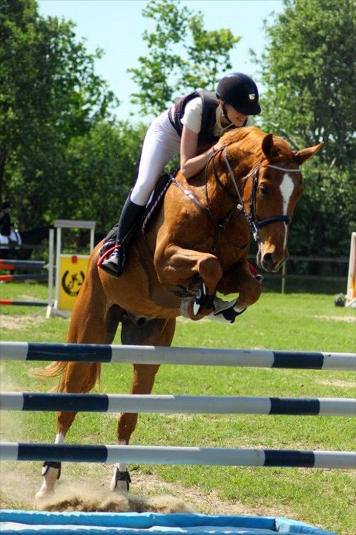Anden særlig race Mañaña *STJERNE* - Første stævne grenå LB2** 0 fejl STJERNE 
Taget af Pernille Kirstine :) billede 3