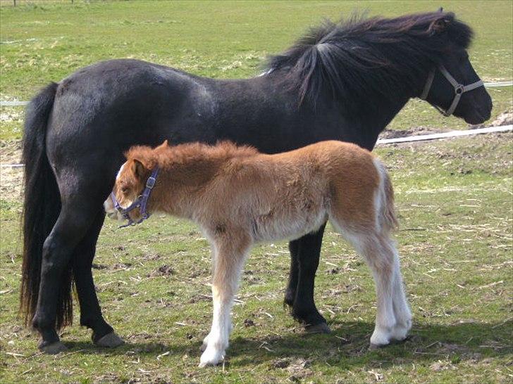 Islænder Gæfa fra Hejelte  - D28/5-2012
Gæfa og Grimsey billede 19