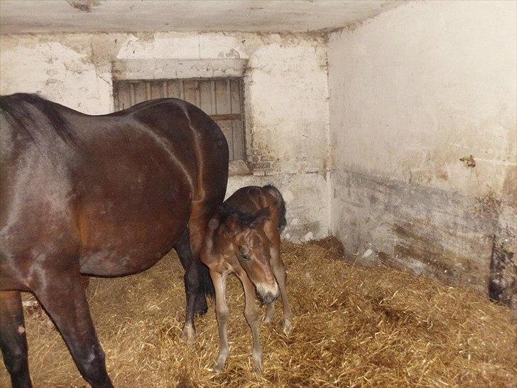 Traver Kostonia Hedebo billede 16